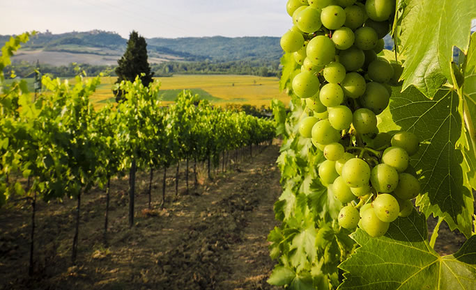 vineyard of cantine maschio