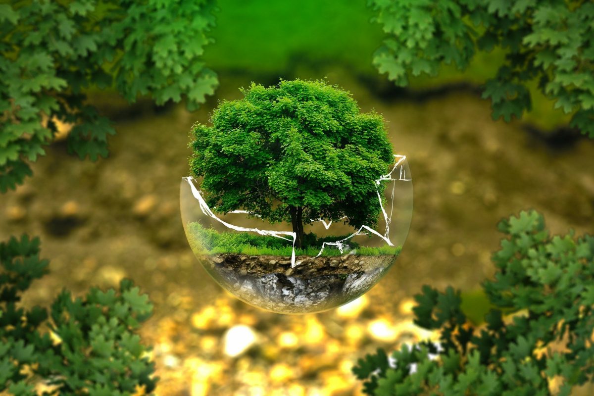 Da oggi la Costituzione tutela l’ambiente e gli animali