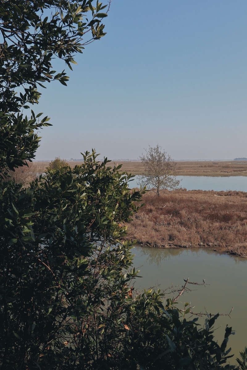 view across the lagoon from the nature walk of lazzaretto nuovo in venice